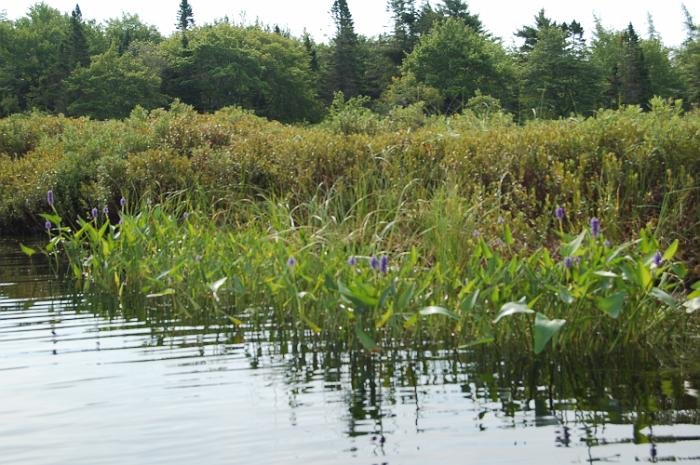 Kanutrip Naturreservat Sporting Lake_98